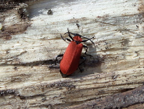 Cardinal Beetle (Pyrochroa coccinea)  Cardinal beetle,Geotagged,Pyrochroa coccinea,The Netherlands