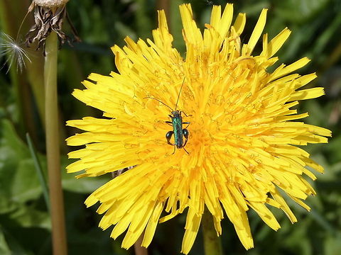 Swollen-tighed Beetle, male (Oedemera nobilis)  Geotagged,Oedemera nobilis,The Netherlands