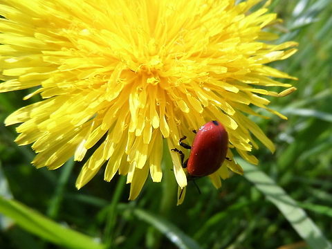 Poplar Leaf Beetle (Chrysomela populi)  Chrysomela populi,Geotagged,The Netherlands