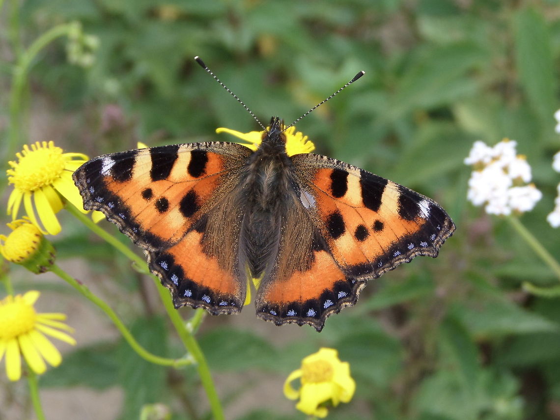 The Small Tortoiseshell (Aglais urticae)  Aglais urticae,Geotagged,Small Tortoiseshell,The Netherlands