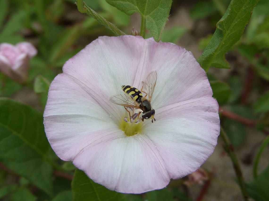 Hoverfly (Eupeodes corollae, male) Eupeodes corollae is a very common European species of hoverfly. Adults are 6&ndash;11 millimetres (0.24&ndash;0.43 in) in body length. Males and females have different marking on the abdomen; males have square commas on tergites 3 and 4, whereas females have narrow commas. Larvae feed on aphids. This species has been used experimentally in glasshouses as a method of aphid control and to control scale insects and aphids in fruit plantations. They were found to be partial to the fruit, eating more fruit than aphids.<br />
E. corollae is found across Europe, North Africa and Asia. Adults are often migratory. Eupeodes corollae,Geotagged,The Netherlands