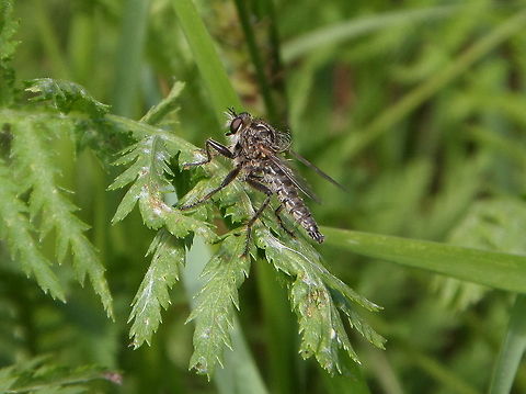 Brown Heath Robberfly (Machimus cingulatus) Size 10 to 13mm. A drab yellowish-brown fly. The femora are black on the anterior surface and orange of the posterior surface. Coastal dunes, sandy heaths and similar habitats. June to October.
The adult makes short darts to capture prey which mainly consists of smaller Diptera.