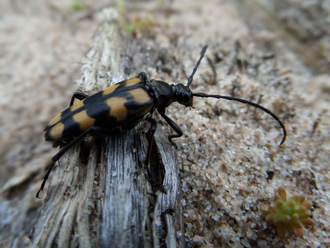 Longhorn beetle (Leptura quadrifasciata, female)  Four-banded Longhorn Beetle,Geotagged,Leptura quadrifasciata,The Netherlands