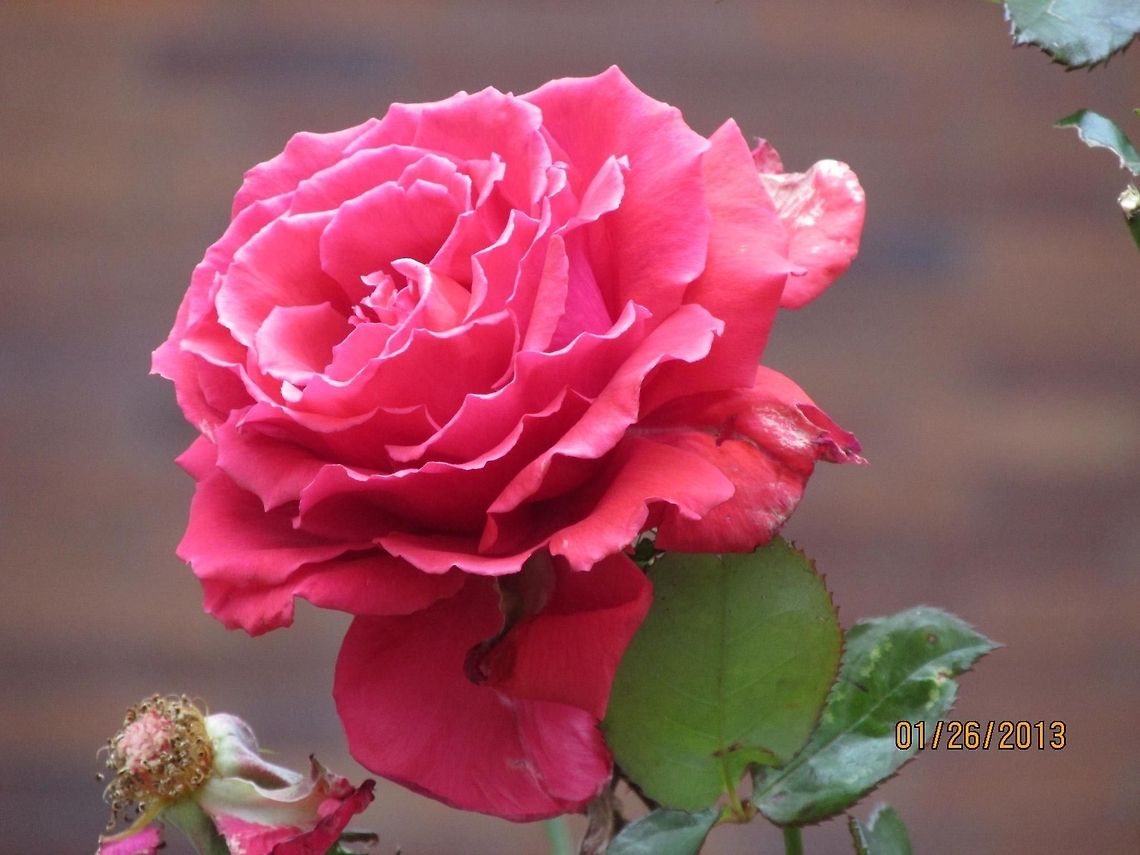 Pink rose  Geotagged,United States