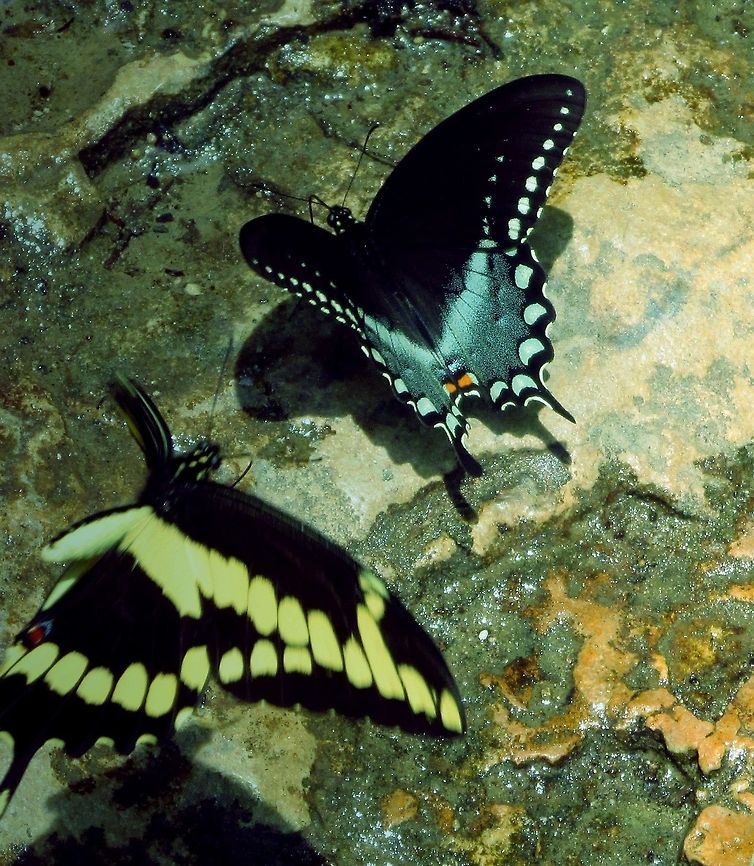 Spicebush swallowtail  Papilio troilus,Spicebush Swallowtail