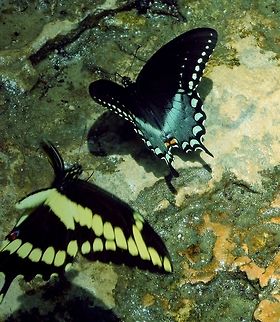 Spicebush swallowtail  Papilio troilus,Spicebush Swallowtail