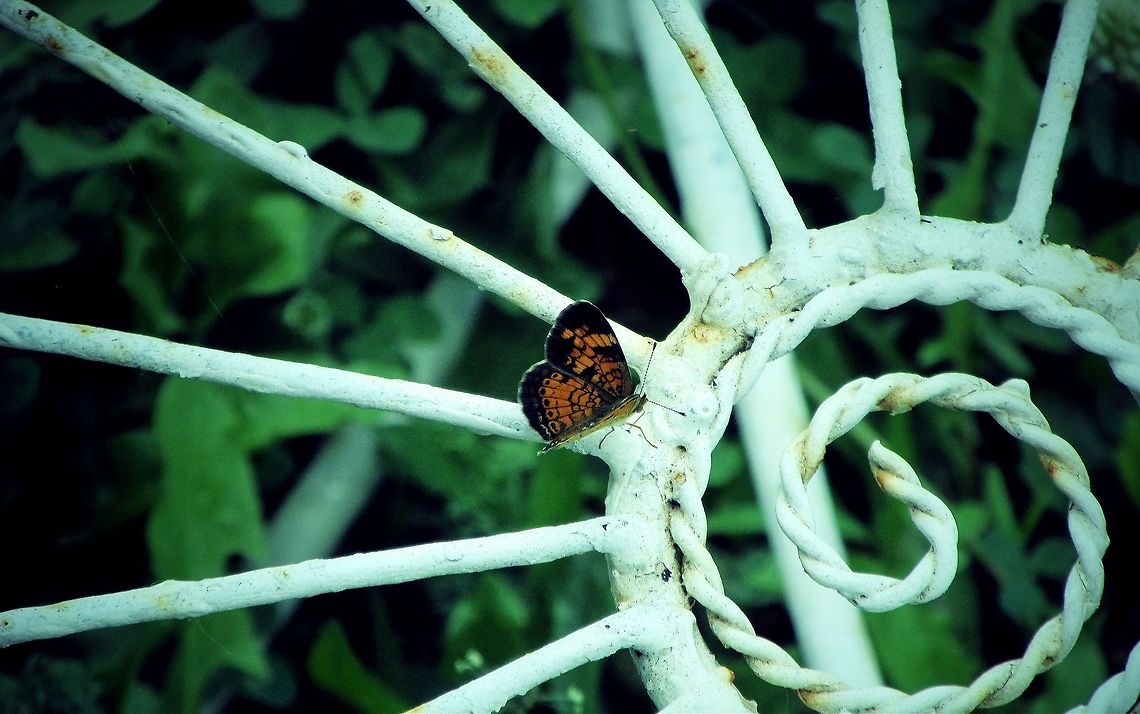 Pearl Crescent  Pearl Crescent,Phyciodes tharos