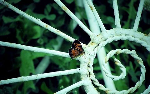 Pearl Crescent  Pearl Crescent,Phyciodes tharos
