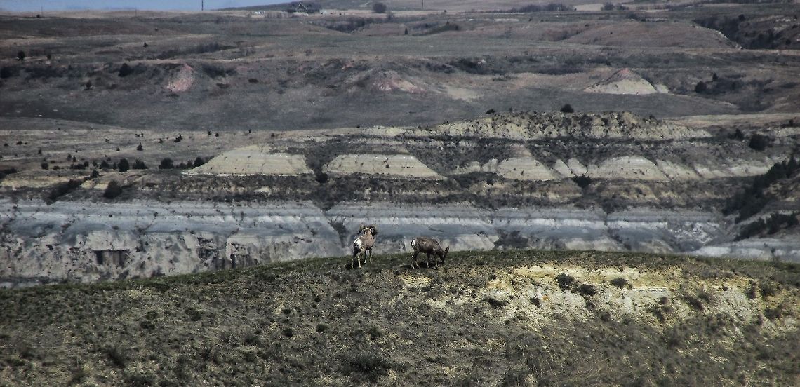 Bighorn Sheep  Bighorn sheep,Ovis canadensis