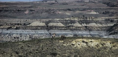 Bighorn Sheep  Bighorn sheep,Ovis canadensis