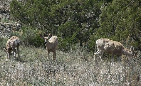 Mule Deer  Mule Deer,Odocoileus hemionus