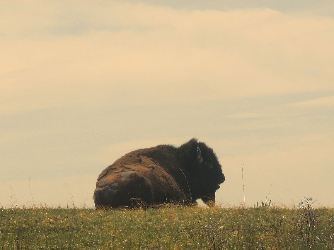 Bison  American bison,Bison bison