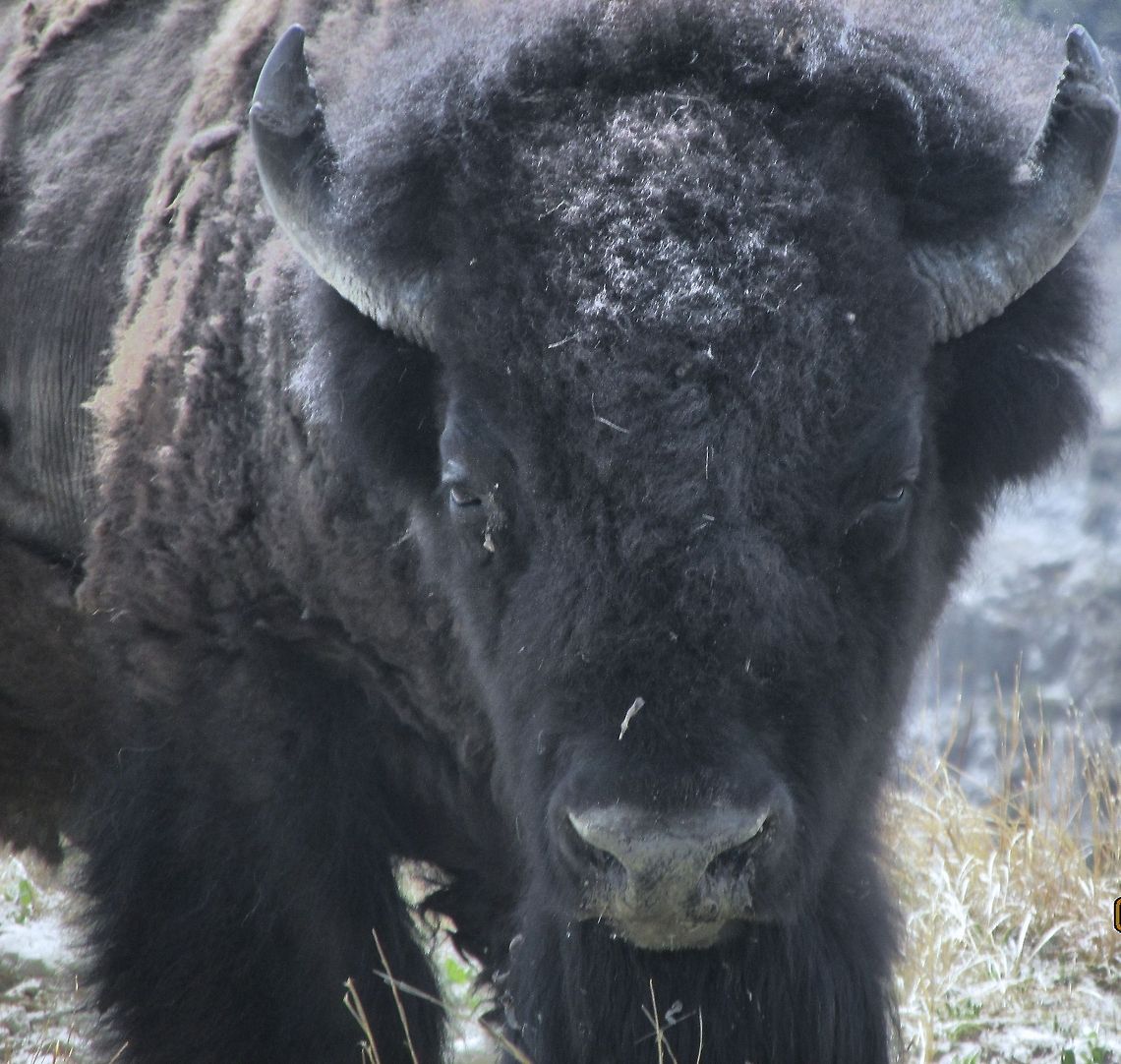 Bison  American bison,Bison bison,Geotagged,United States