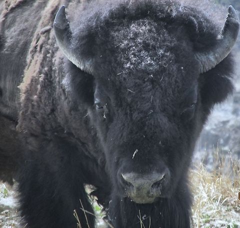 Bison  American bison,Bison bison,Geotagged,United States