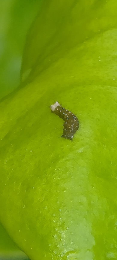 IMG20241010181107 In habana.