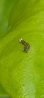 IMG20241010181107 In habana.