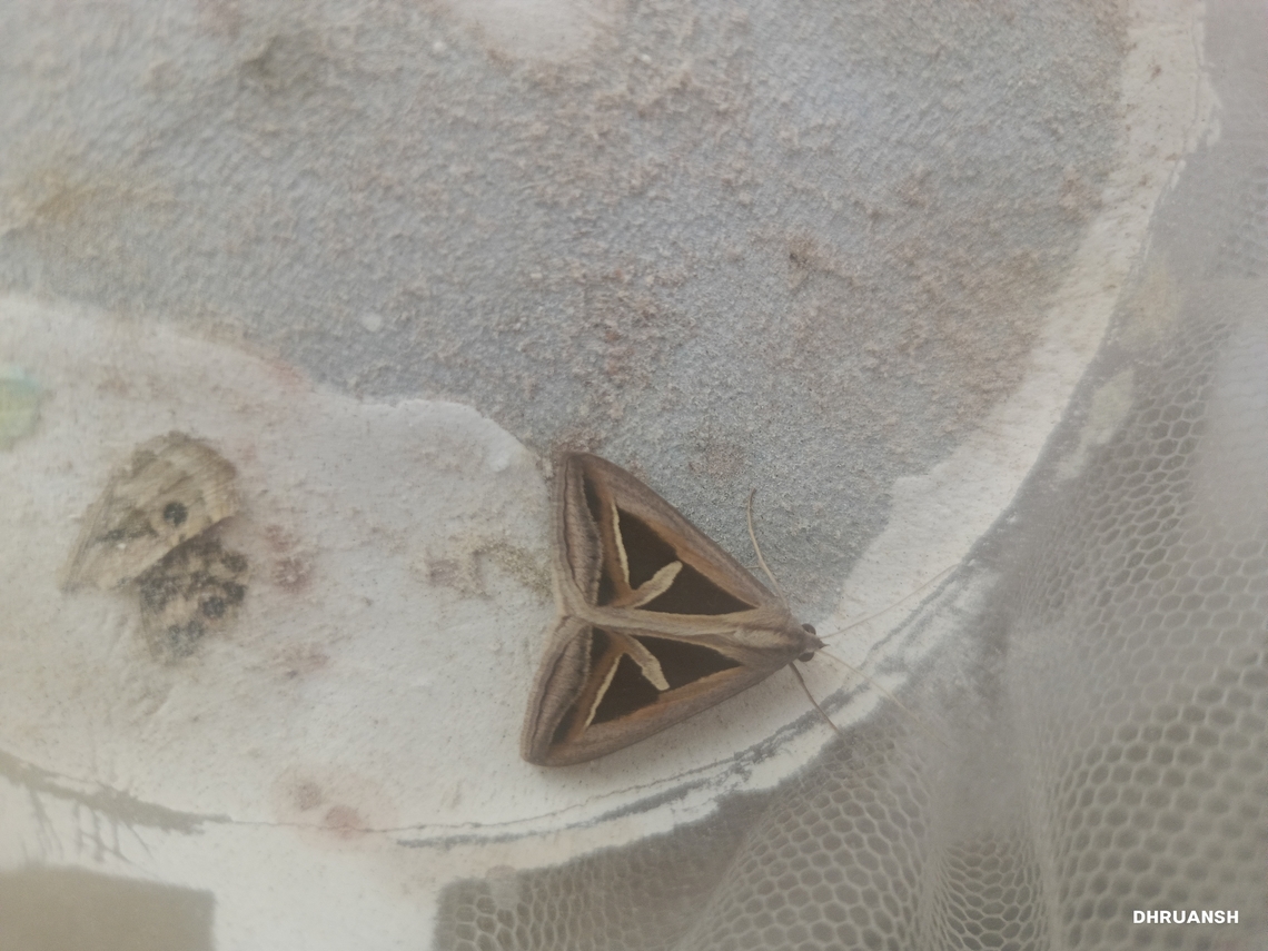 Triangular striped moth From INDIA Chalciope mygdon,Triangular-striped moth