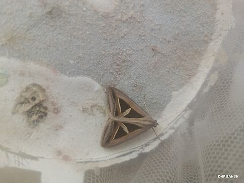 Triangular striped moth From INDIA Chalciope mygdon,Triangular-striped moth