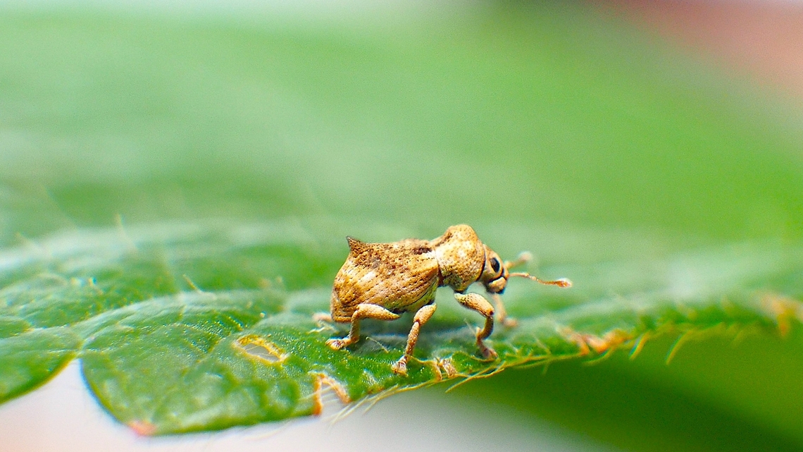 weevil on strawberry leaf when check my strawberry plant at my backyard garden, i saw a tiny insect on it&#039;s leaf. then i take may camera and get its picture Geotagged,Indonesia,indonesia,insect,lawang,strawberry leaf,tiny,weevil