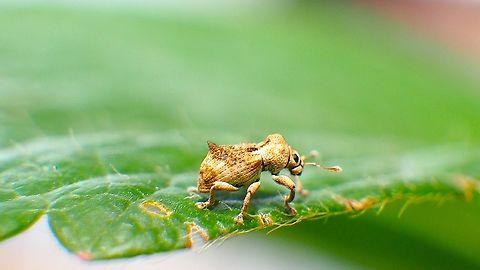 weevil on strawberry leaf when check my strawberry plant at my backyard garden, i saw a tiny insect on it's leaf. then i take may camera and get its picture Geotagged,Indonesia,indonesia,insect,lawang,strawberry leaf,tiny,weevil