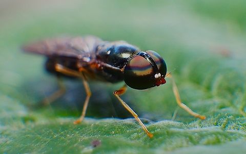 compound eyes of Sargus bipunctatus A small little fly suddenly landing on a strawberry leaf when i hold my camera. i try to get it's eyes. then i got colouring compound eyes of this insect.  Geotagged,Indonesia,Sargus bipunctatus,Twin-Spot Centurion Fly