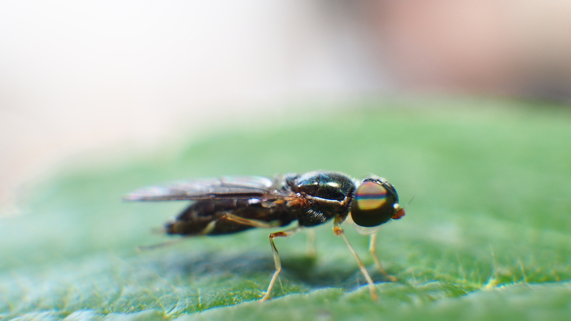 colouring eyes of Sargus bipunctatus A small little fly suddenly landing on a strawberry leaf when i hold my camera. i try to get it&#039;s eyes. then i got colouring eyes of this insect.  Geotagged,Indonesia,Sargus bipunctatus,Spring,Twin-Spot Centurion Fly