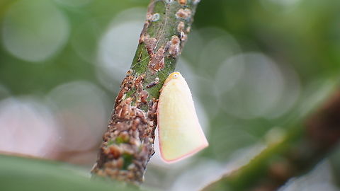 white Geisha distinctissima  Asiatic green flatid,Geisha distinctissima,Geotagged,Indonesia,Spring