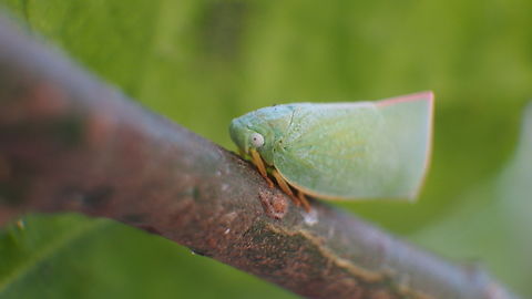 green Geisha distinctissima  Asiatic green flatid,Geisha distinctissima