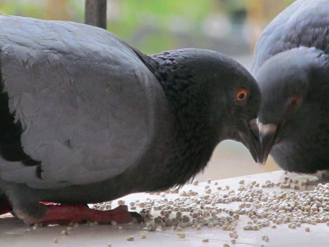 FEED ANIMAL Taken by Canon powershot.<br />
Contact: shootpointpics@gmail.com Columba livia domestica,Domestic Rock Pigeon
