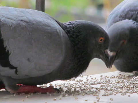 FEED ANIMAL Taken by Canon powershot.
Contact: shootpointpics@gmail.com Columba livia domestica,Domestic Rock Pigeon