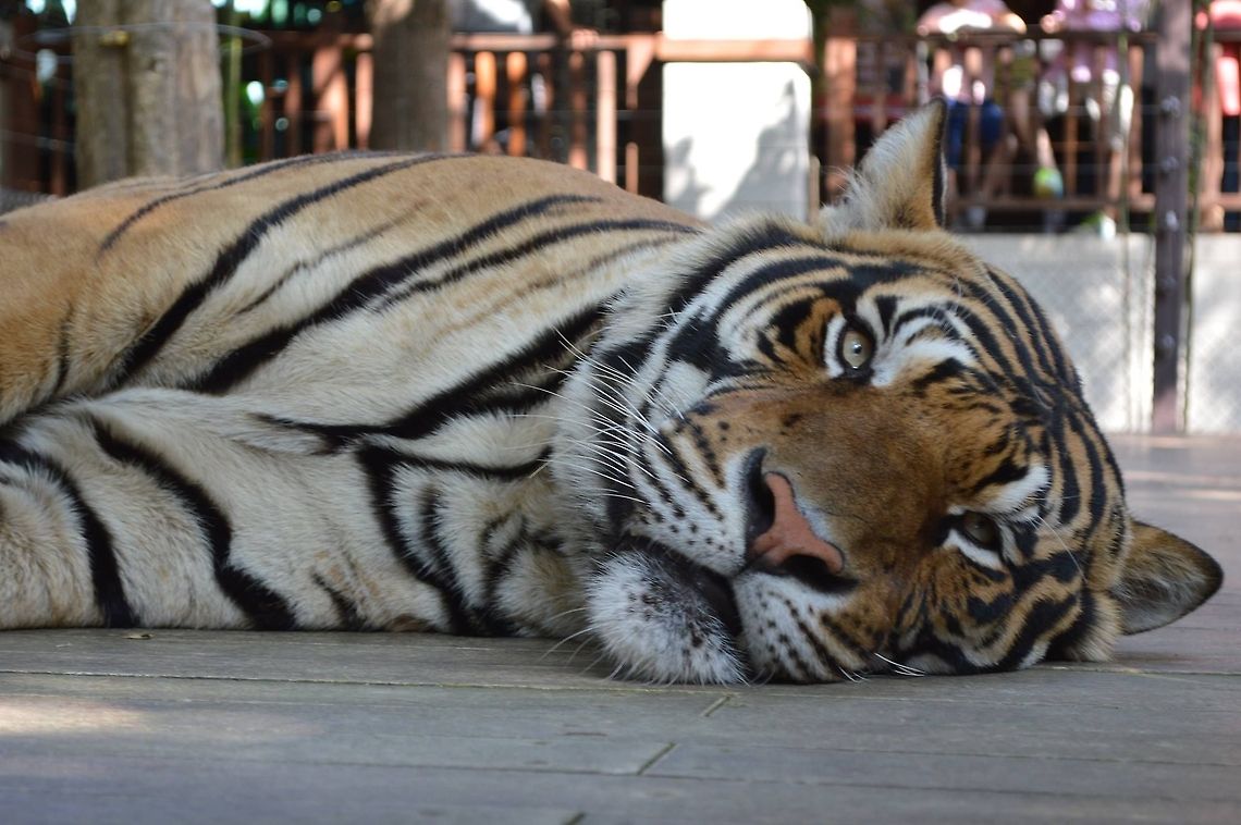 Tiger Kingdom Tigers in captivity Panthera tigris,Tiger