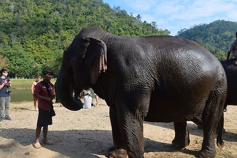 Indian elephant  Asian elephant,Elephas maximus