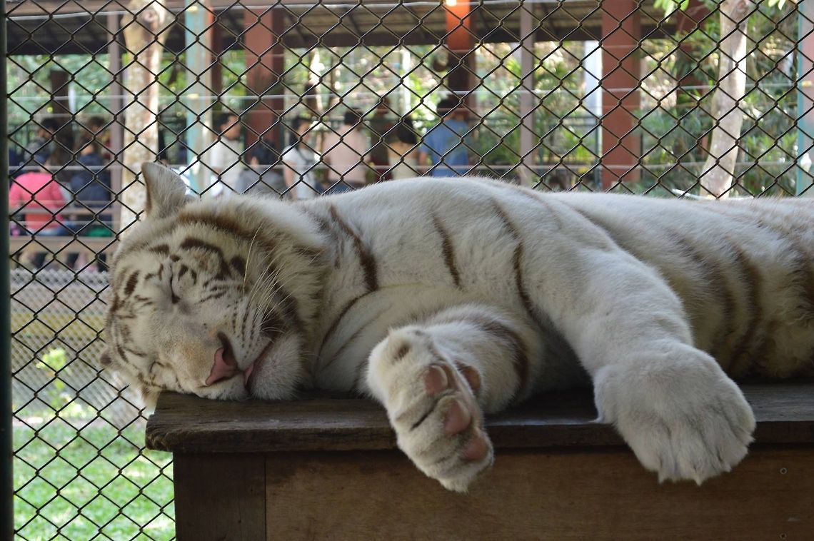 White tiger  Panthera tigris,Tiger