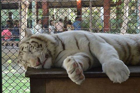 White tiger  Panthera tigris,Tiger