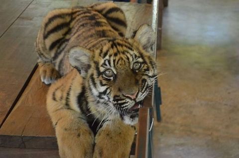 Tiger cub  Panthera tigris,Tiger