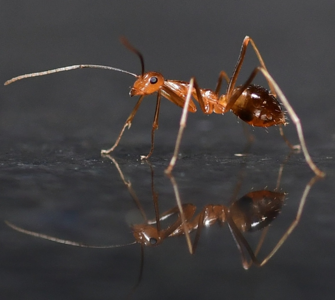 Red Ants Red ant is commonly found under stones and logs in the garden, and also in soil and lawns. It is active throughout the year, but winged adults swarm in late summer during hot and humid weather; these &#039;flying ants&#039; mate and eventually disperse to form new colonies.<br />
Nikon D7500<br />
 #macrophoto