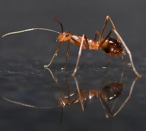 Red Ants Red ant is commonly found under stones and logs in the garden, and also in soil and lawns. It is active throughout the year, but winged adults swarm in late summer during hot and humid weather; these 'flying ants' mate and eventually disperse to form new colonies.
Nikon D7500
 #macrophoto