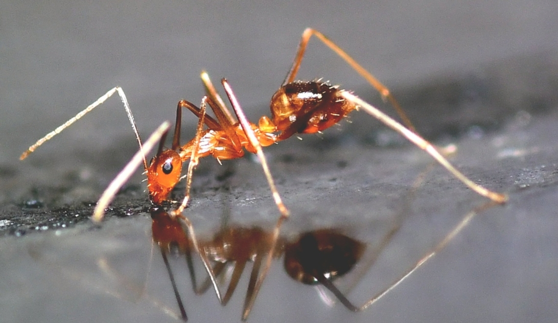 Red Ant sipping a sugar syrup Red ant is commonly found under stones and logs in the garden, and also in soil and lawns. It is active throughout the year, but winged adults swarm in late summer during hot and humid weather; these 'flying ants' mate and eventually disperse to form new colonies.<br />
Nikon D7500<br />
#macrophoto,Geotagged