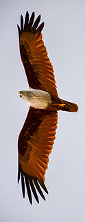 Red-Backed Kite A medium-sized raptor with a rounded tail unlike other kites. Adults are unmistakable with a white head and breast contrasting with otherwise brick brown plumage. Juveniles are a darker brownish-black with a paler head and prominent white patches under the wings Brahminy kite,Eagle,Haliastur indus