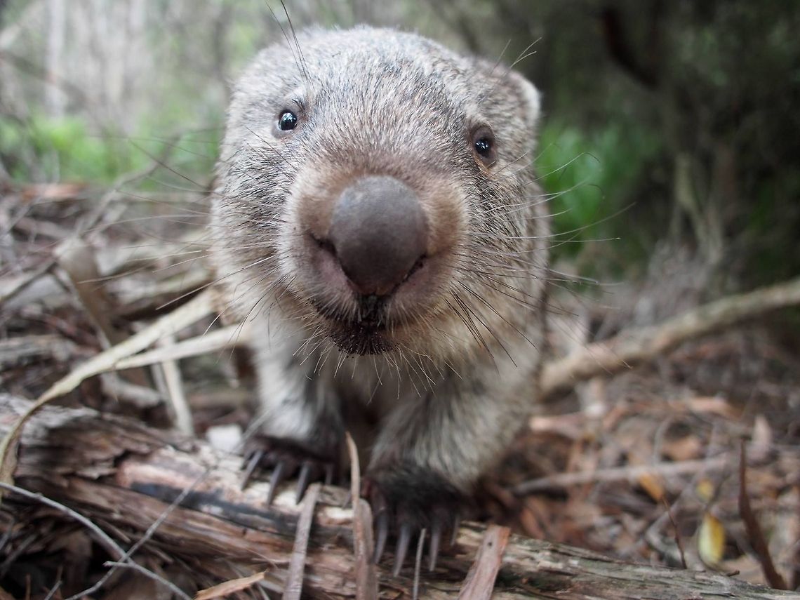 Wombat A mischievous wombat found at campsite. Australia,Geotagged,Vombatus ursinus,common wombat