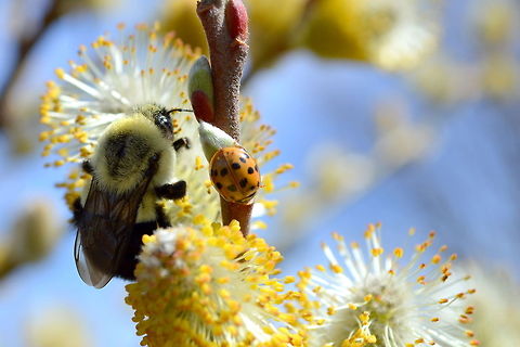 Bumblebee and ladybug on willow tree  Harlequin ladybird,Harmonia axyridis