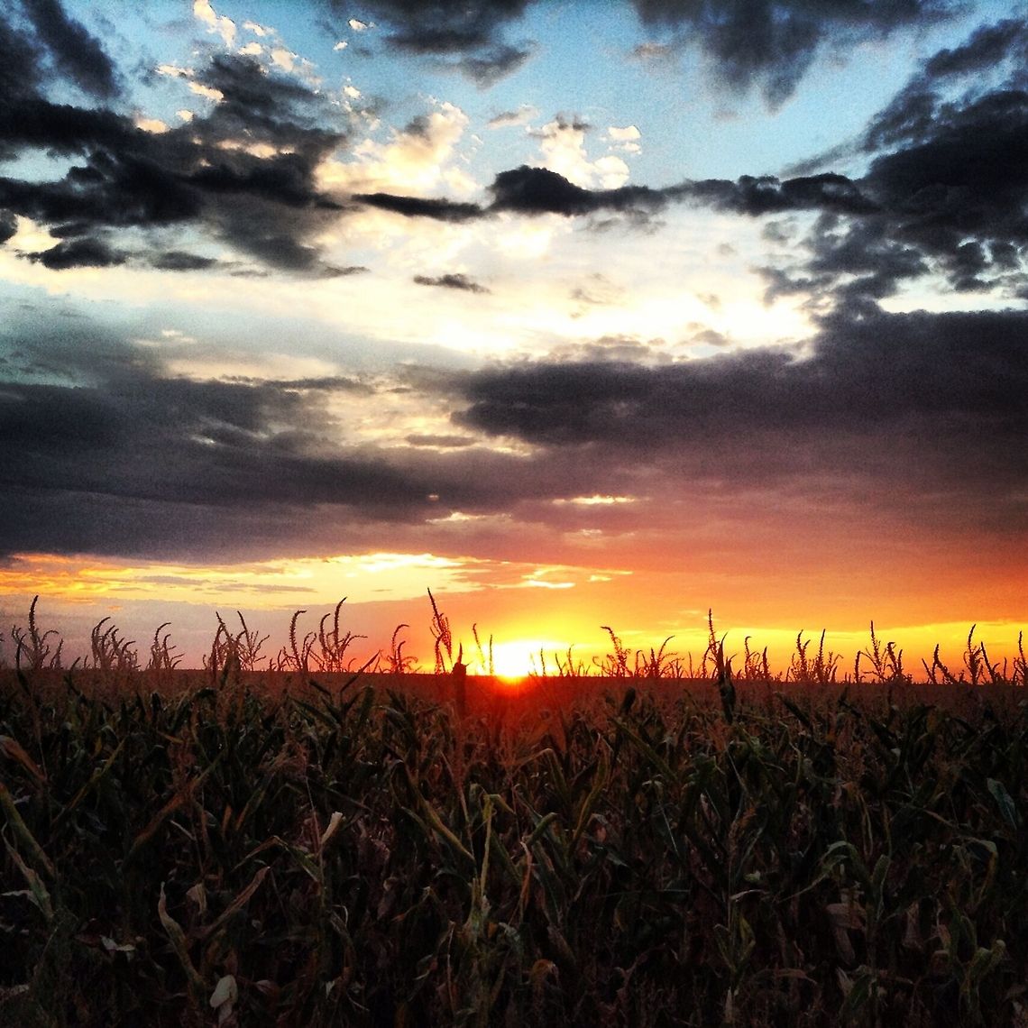 image  Geotagged,Maize,United States,Zea mays