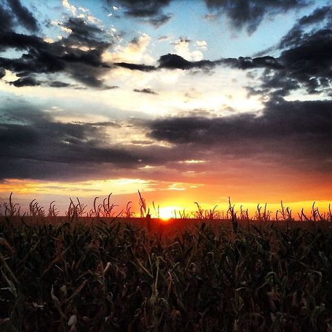 image  Geotagged,Maize,United States,Zea mays