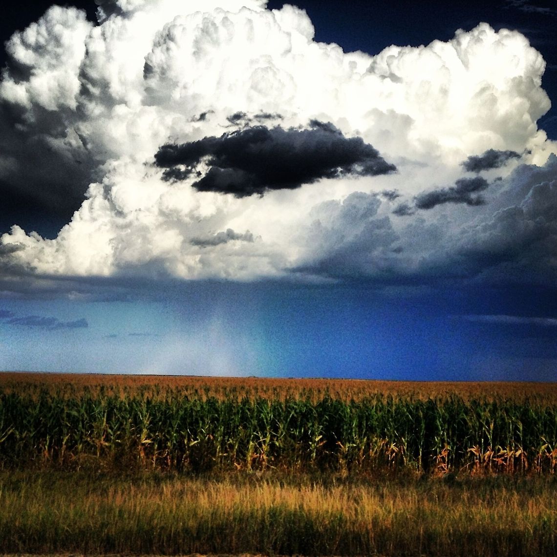 image  Maize,Zea mays