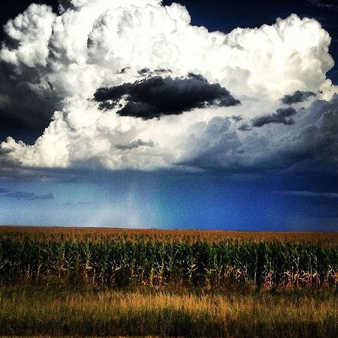image  Maize,Zea mays