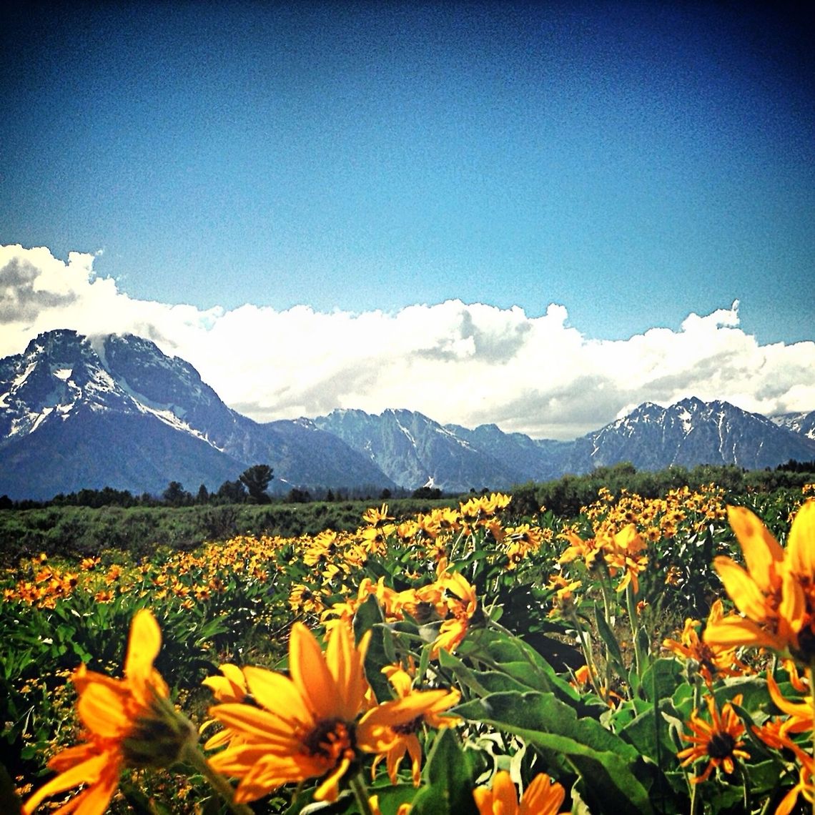 image  Arrowleaf Balsamroot,Balsamorhiza sagittata,Geotagged,Helianthus annuus,Sunflower,United States