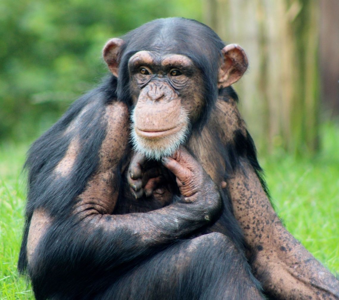 Model Chimp Posing for the camera. Common chimpanzee,Pan troglodytes