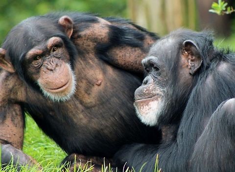212  Common chimpanzee,Pan troglodytes