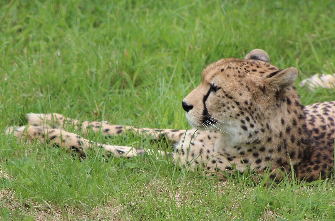 Cheetah Mum watching over her new born cubs.  Acinonyx jubatus,Big Cats,Cheetah