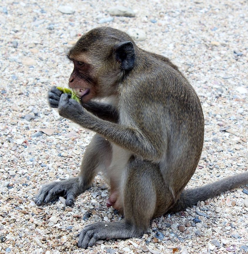 Monkey island Having a banana. Crab-eating macaque,Macaca fascicularis,Macaque,Monkeys